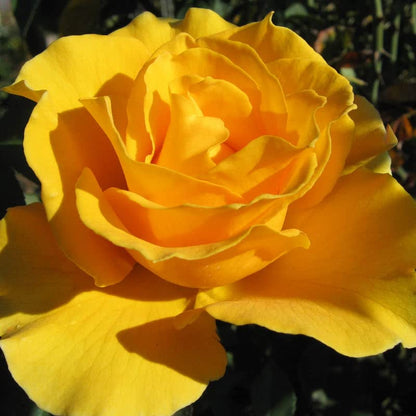 Yellow Unique Rose bush with lush foliage