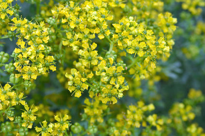 Yellow Rue plant with bright yellow flowers and aromatic leaves
