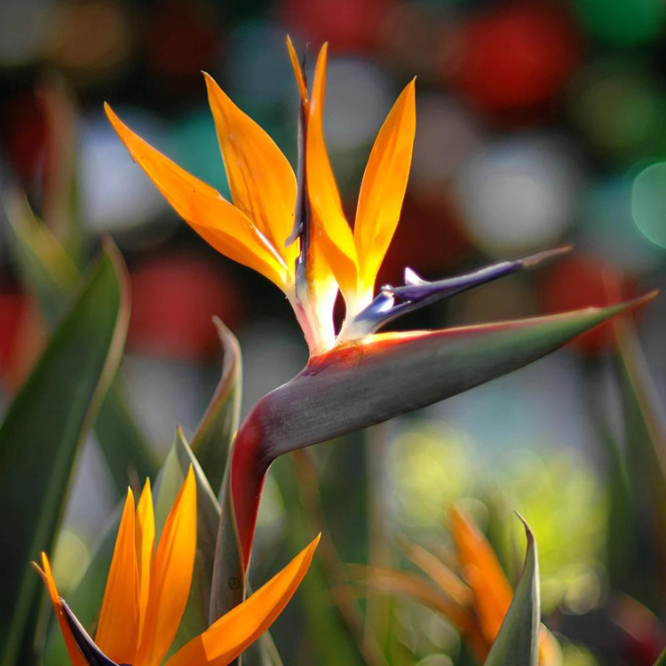 Yellow Strelitzia Flower Seeds for Exotic Garden Planting