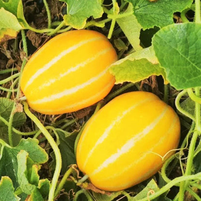 Mature Yellow Sweet Melon plant with green vines and leaves