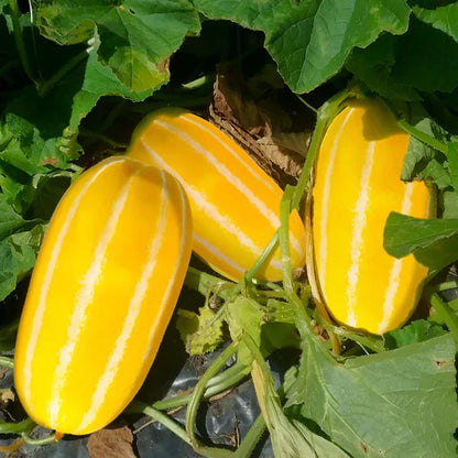 Yellow Sweet Melon seeds for home vegetable garden planting