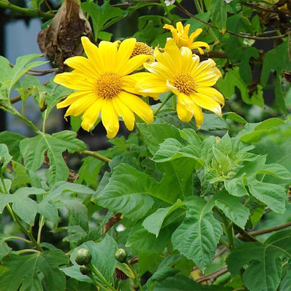 Yellow Tithonia Sunflower Tree growing in a garden