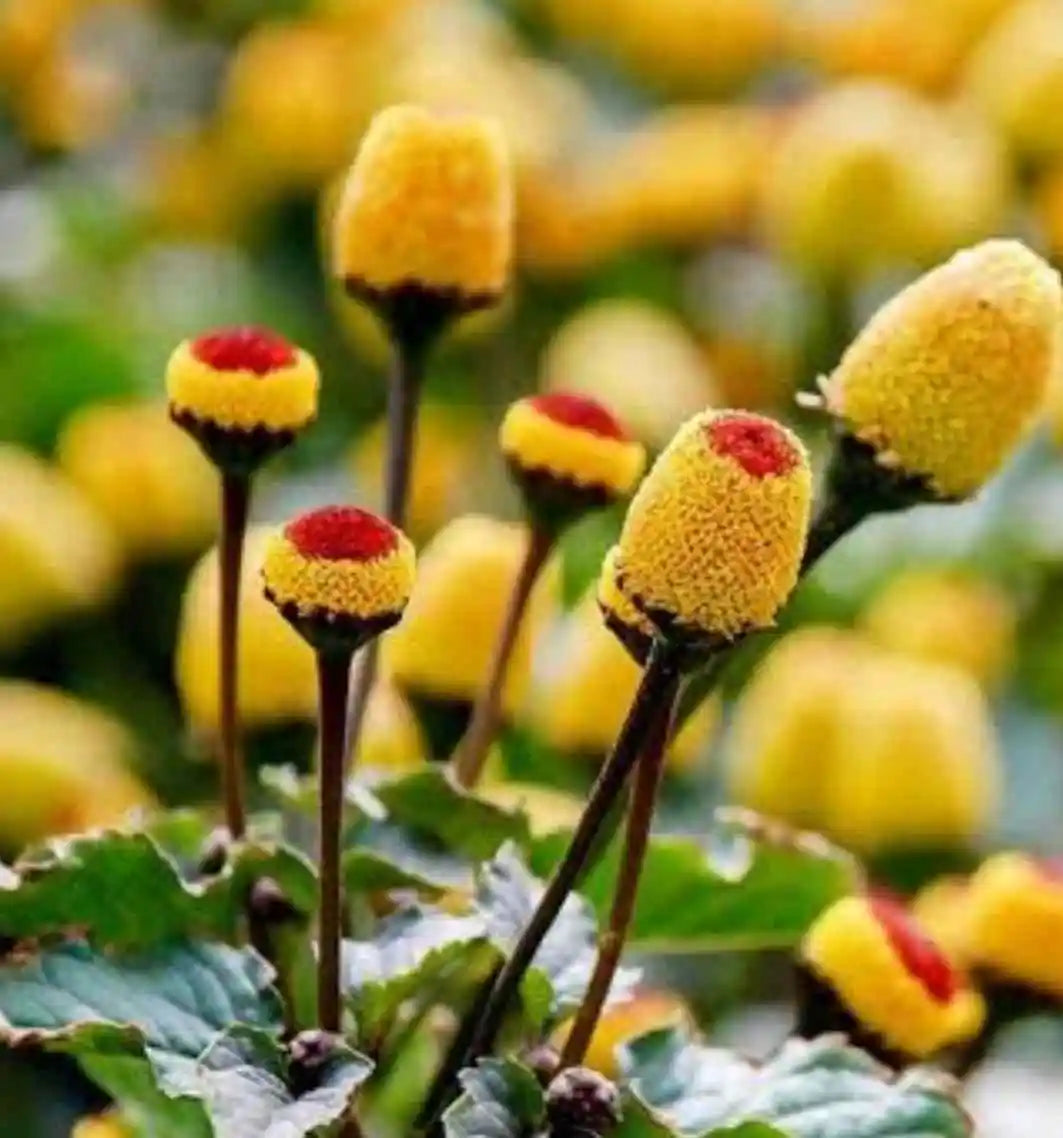 Yellow Toothache Plant Flowers in Bloom