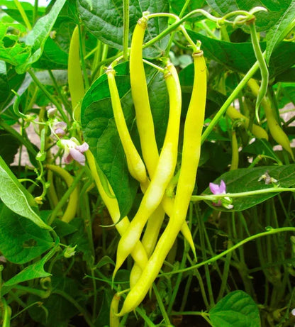Freshly harvested Yellow Wax Bush Beans from garden