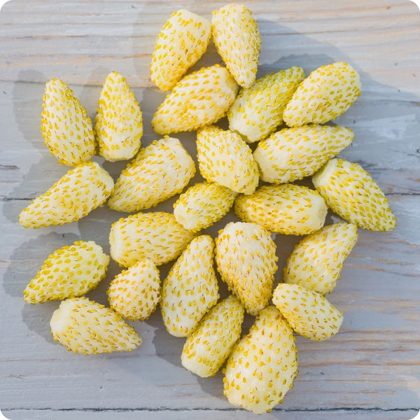 Yellow Wonder Alpine Strawberry seeds Fragaria vesca producing golden yellow fruits