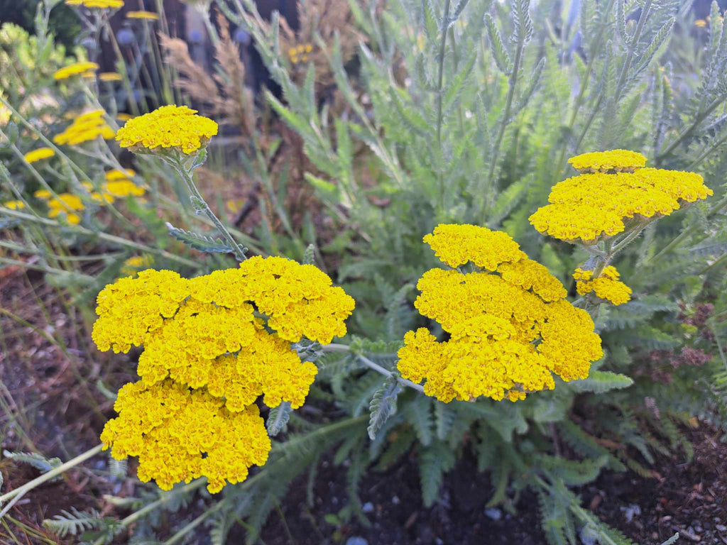 Premium Yellow Yarrow Flower seeds for Planting Seasonal Bloomer, Heirloom & GMO Free Seeds for Home Garden seeds
