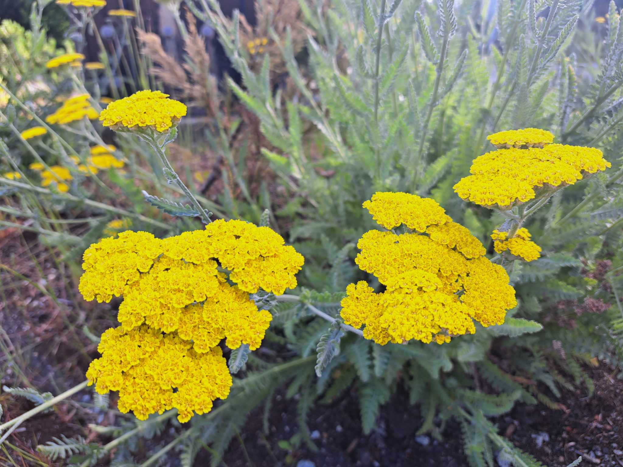 Premium Yellow Yarrow Flower seeds for Planting Seasonal Bloomer, Heirloom & GMO Free Seeds for Home Garden seeds