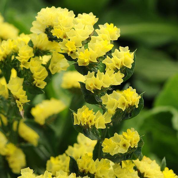 Premium Yellow Statice Flower seeds for Planting Premium Quality, Heirloom & GMO Free Seeds for Home Garden seeds