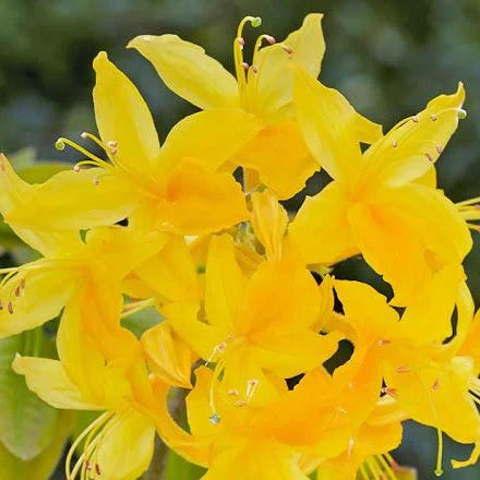Yellowgreen Azalea Seeds for Planting