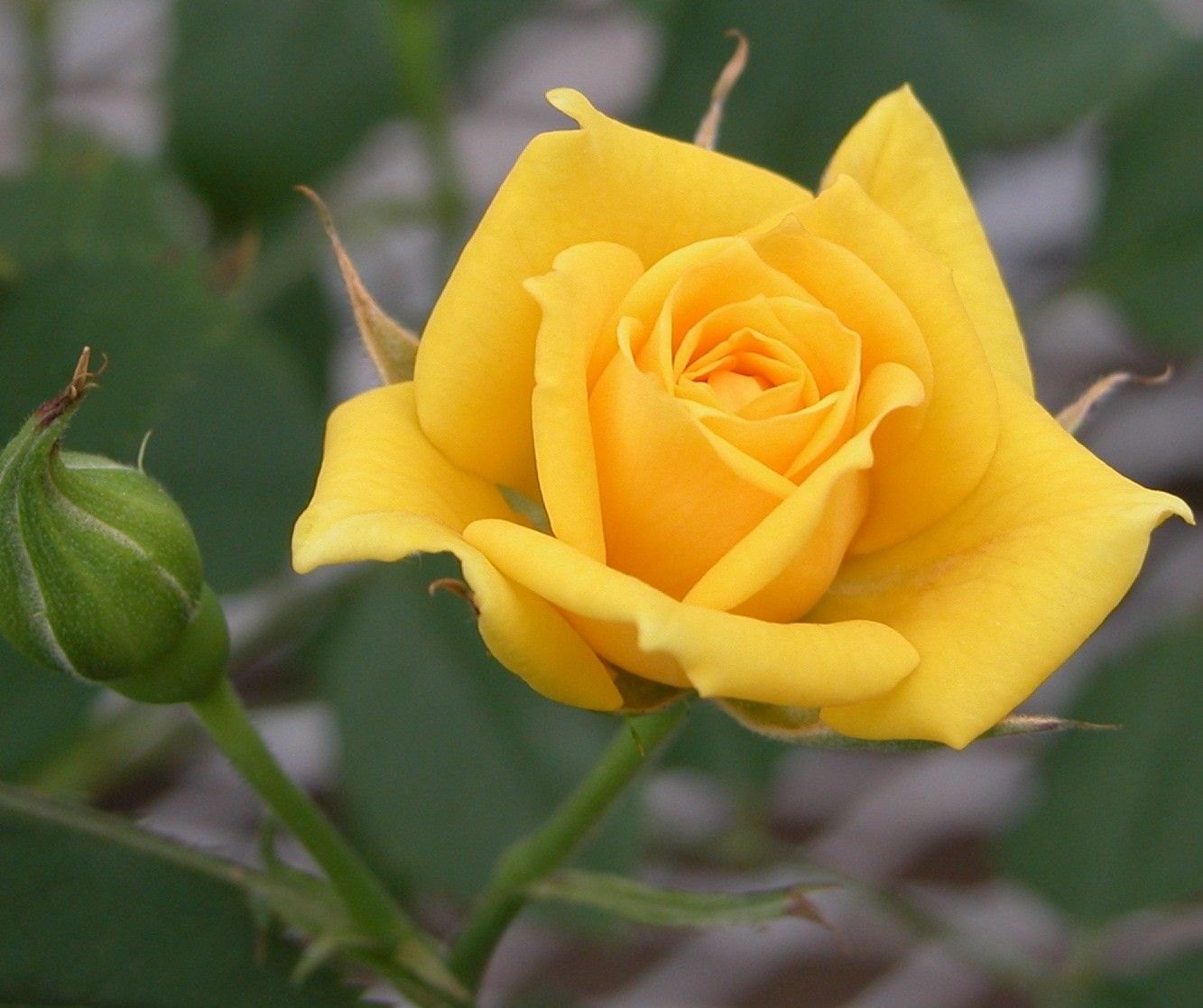 Premium Yellow Rose Flower seeds for Planting Cut Flower Favorite, Heirloom & GMO Free Seeds for Home Garden seeds