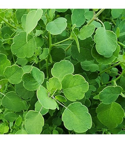 Yerba Porosa or Summer Cilantro growing in container