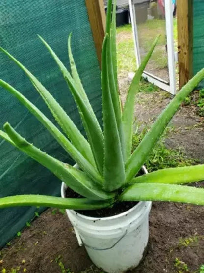 Aloe Vera Flower seeds for Planting - Premium Quality, Heirloom & GMO Free Seeds for Home Garden