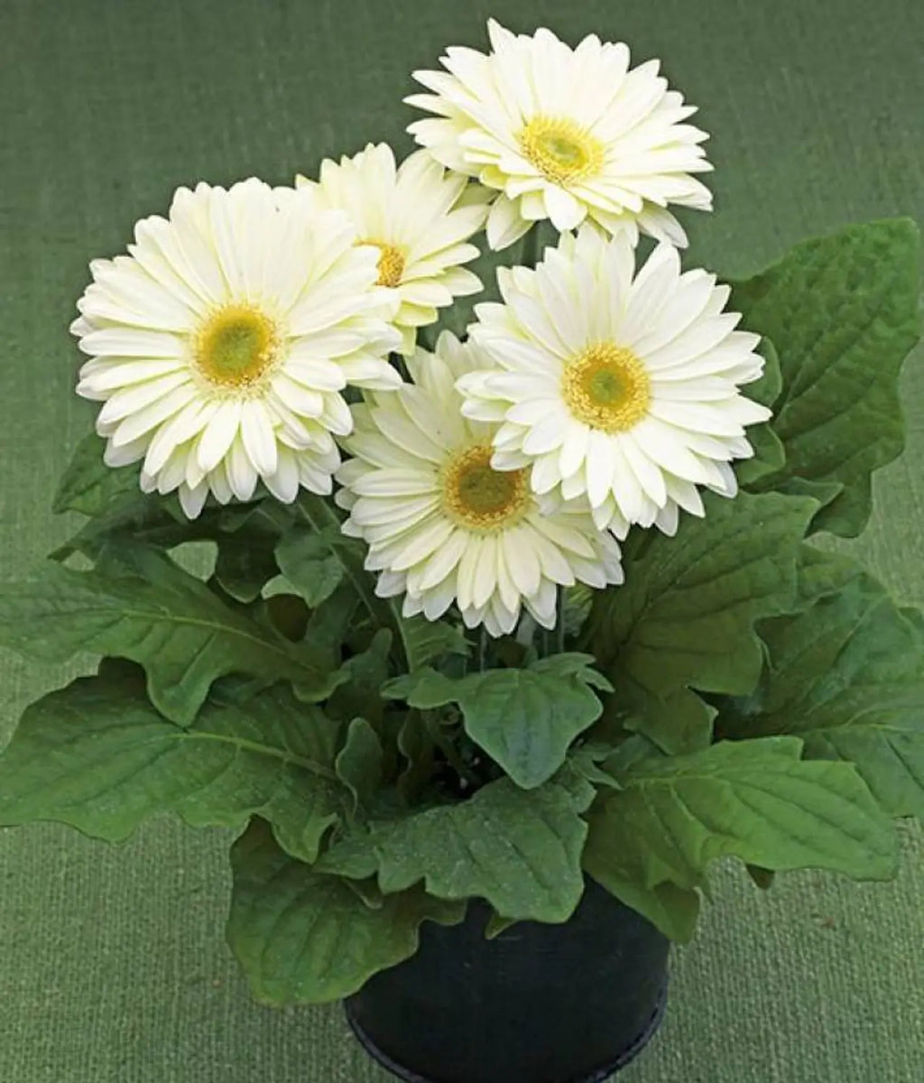 White Gerbera Vanilla Flower seeds for Planting Garden Favorite, Heirloom & GMO Free Seeds for Home Garden seeds for planting