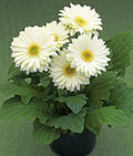 White Gerbera Vanilla Flower seeds for Planting Garden Favorite, Heirloom & GMO Free Seeds for Home Garden seeds for planting