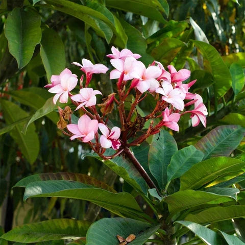 Premium Light Pink Frangipani Flower seeds for Planting Cut Flower Favorite, Heirloom & GMO Free Seeds for Home Garden seeds