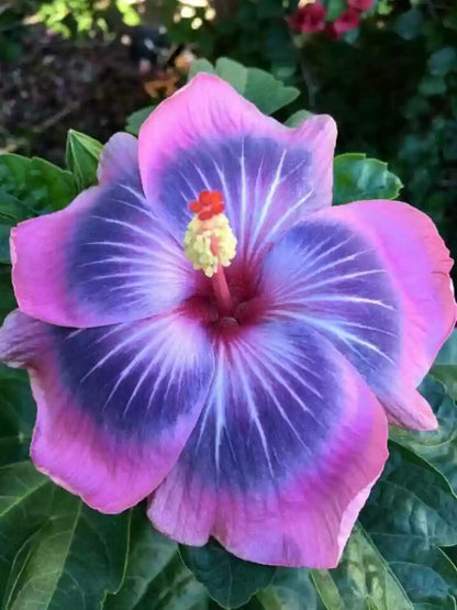 Giant Hibiscus Flower seeds for Planting Seasonal Bloomer Heirloom & GMO Free Seeds for Home Garden