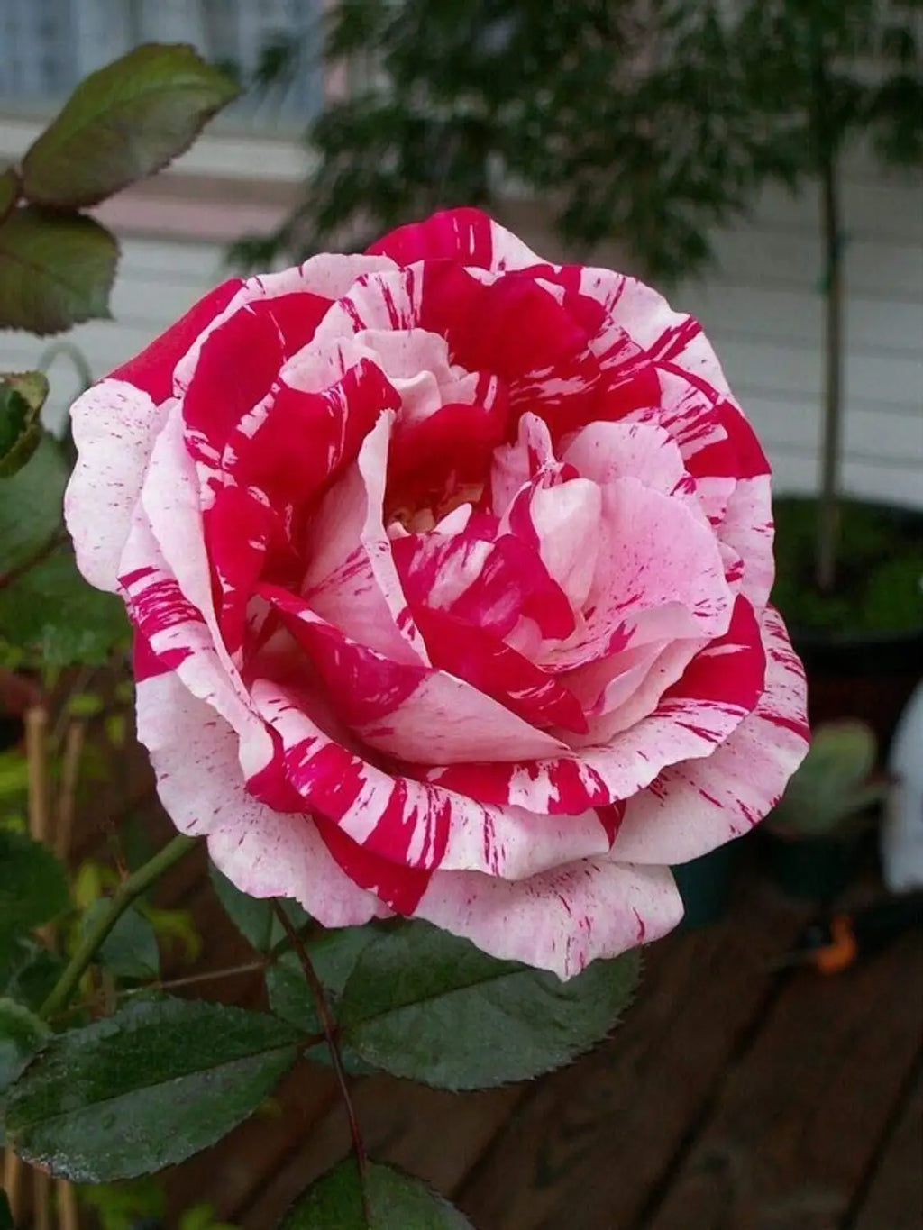 Premium Pink White Stripe Rose Flower seeds for Planting Colorful Display, Heirloom & GMO Free Seeds for Home Garden seeds