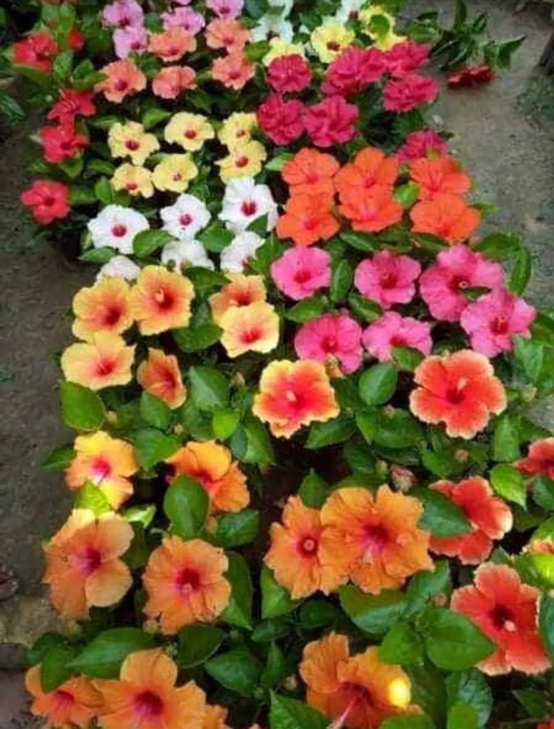 Premium Multi Colour Hibiscus Flower seeds for Planting Compact Growth, Heirloom & GMO Free Seeds for Home Garden seeds