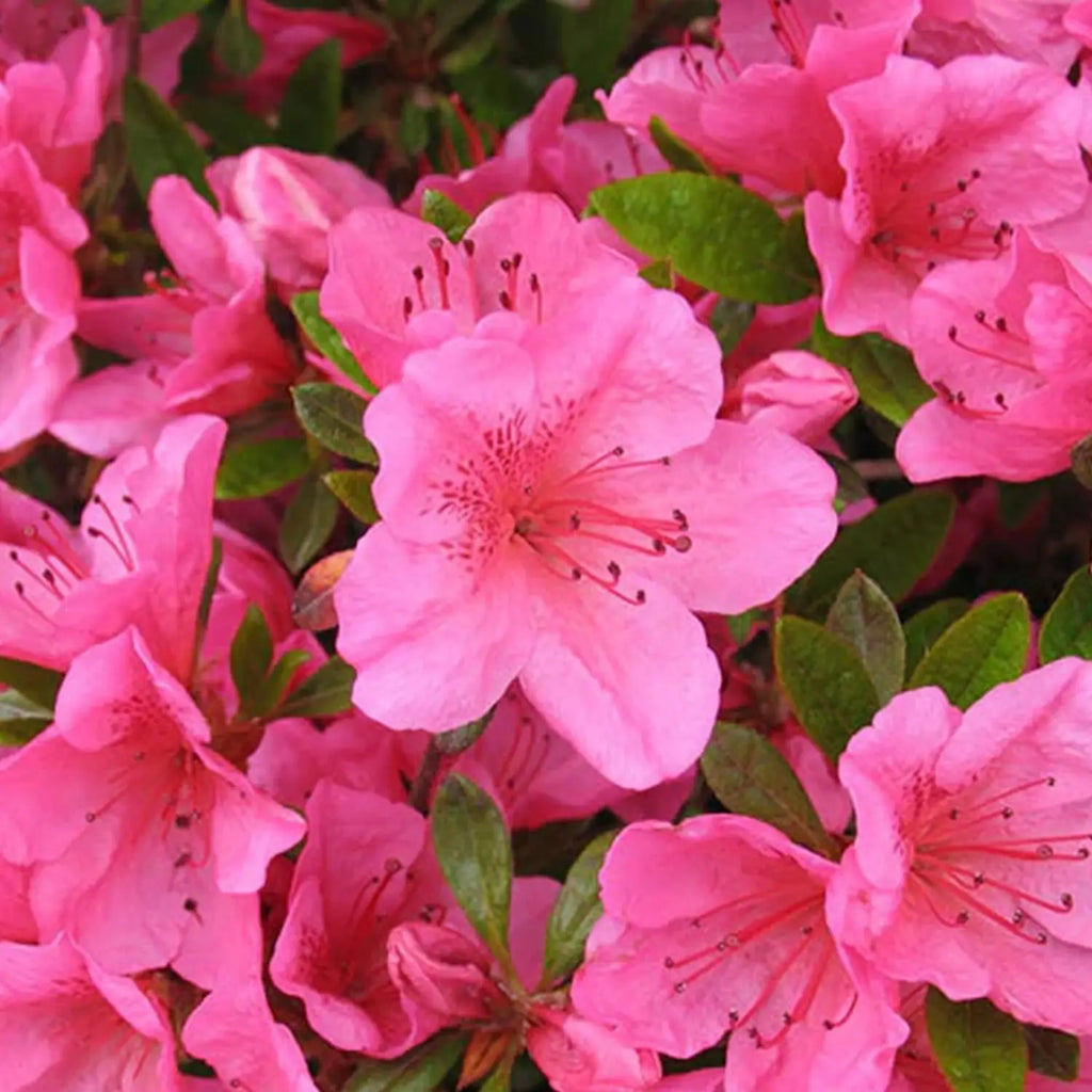 Premium Pink Satsuki Azalea Flower seeds for Planting Vibrant Colors, Heirloom & GMO Free Seeds for Home Garden seeds