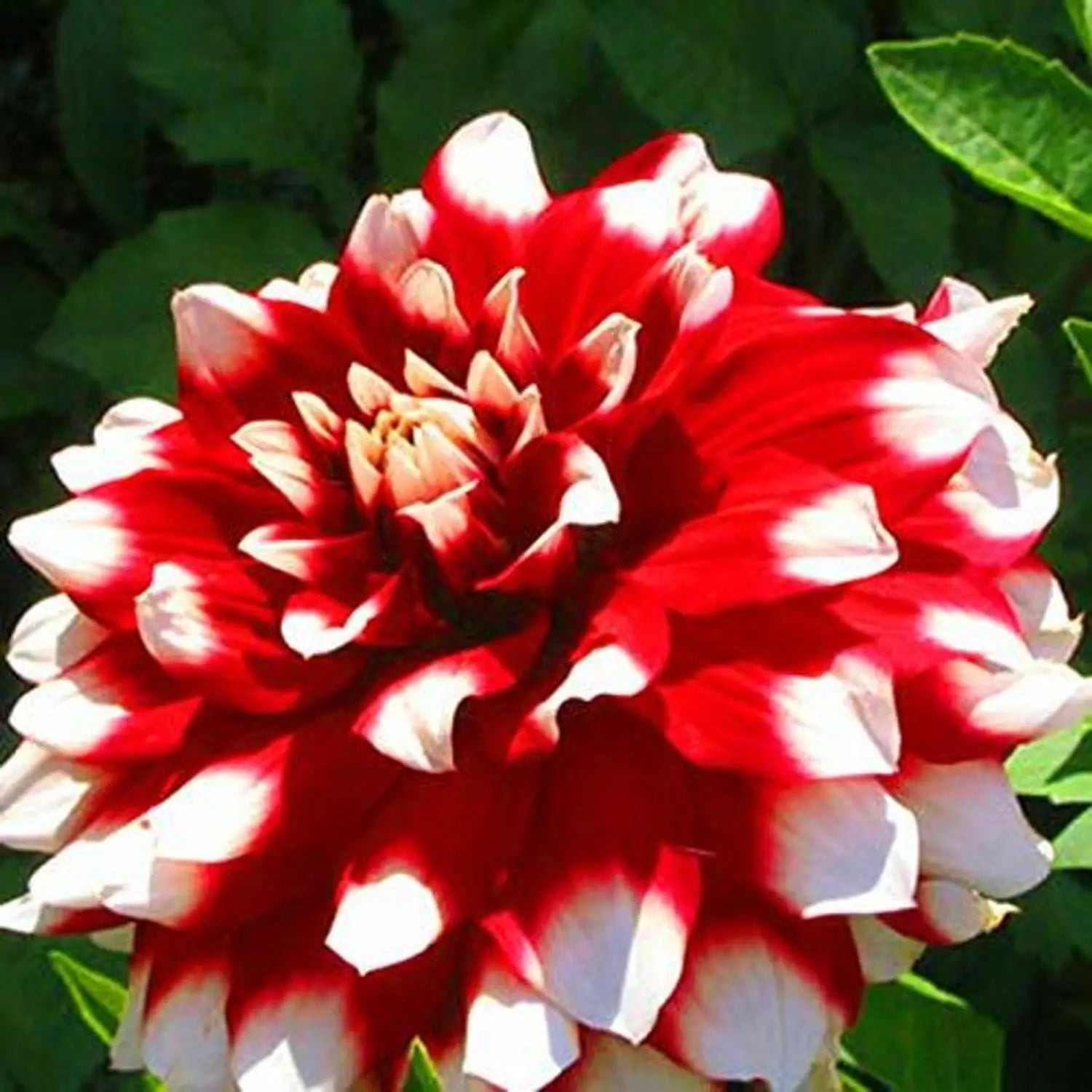 Premium White and Red Chrysanthemum Flower seeds for Planting Fragrant Blossoms, Heirloom & GMO Free Seeds for Home Garden seeds