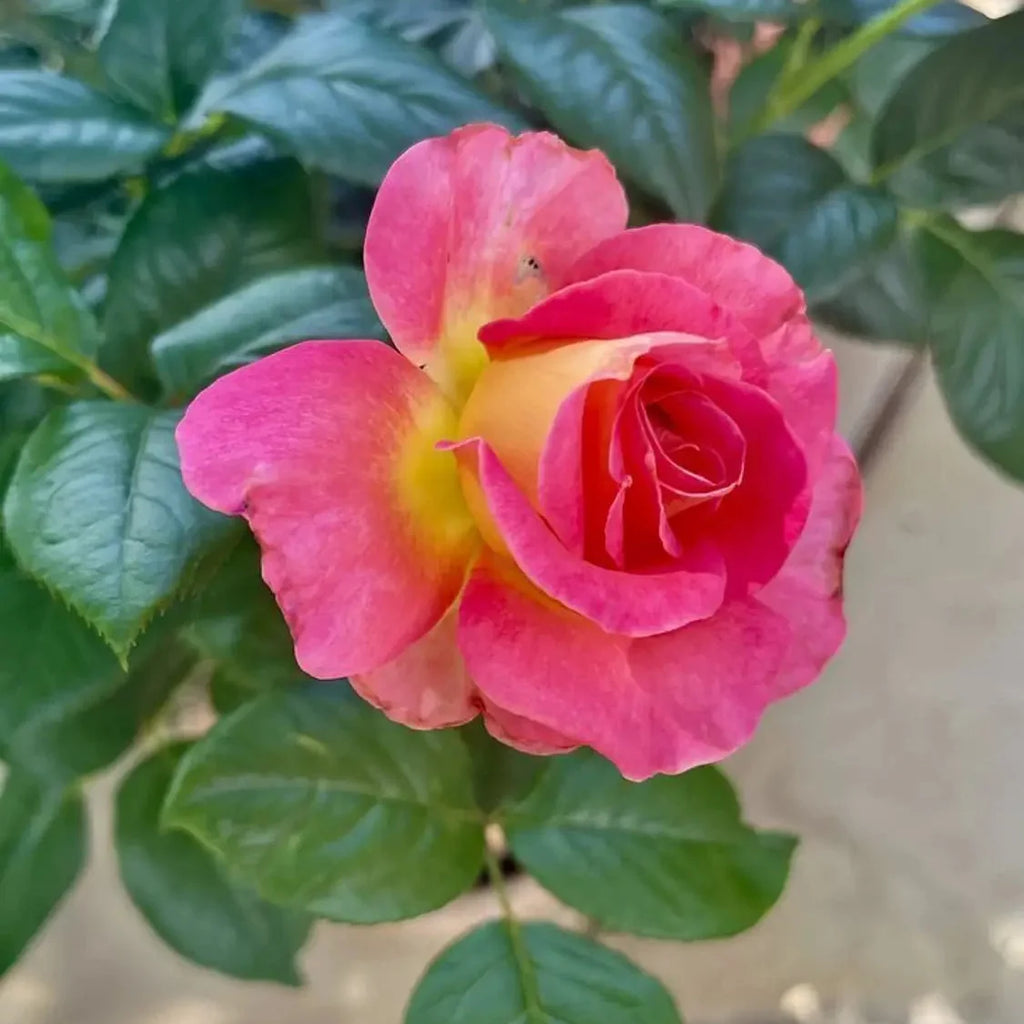 Tricolour Rose Standard Flower seeds for Planting Colorful Display, Heirloom & GMO Free Seeds for Home Garden seeds for planting
