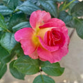 Tricolour Rose Standard Flower seeds for Planting Colorful Display, Heirloom & GMO Free Seeds for Home Garden seeds for planting