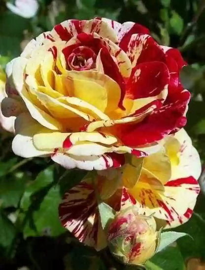Red & Yellow Rose Flower Seeds - Vibrant Roses For Planting In Your Garden