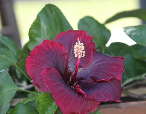 Purple Maroon Hibiscus Flower seeds for Planting Colorful Display, Heirloom & GMO Free Seeds for Home Garden vegetable and garden seeds
