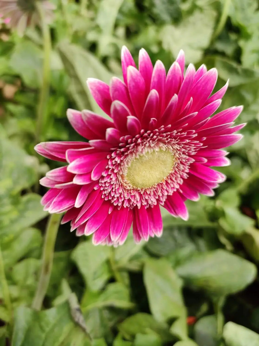 Pink Jamesonii Flower seeds for Planting Sun Loving, Heirloom & GMO Free Seeds for Home Garden seeds for planting