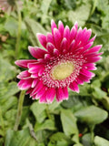 Pink Jamesonii Flower seeds for Planting Sun Loving, Heirloom & GMO Free Seeds for Home Garden seeds for planting