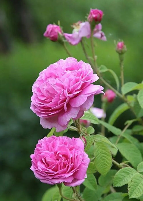 Charles de Mills Flower seeds for Planting Wildflower Mix, Heirloom & GMO Free Seeds for Home Garden seeds for planting