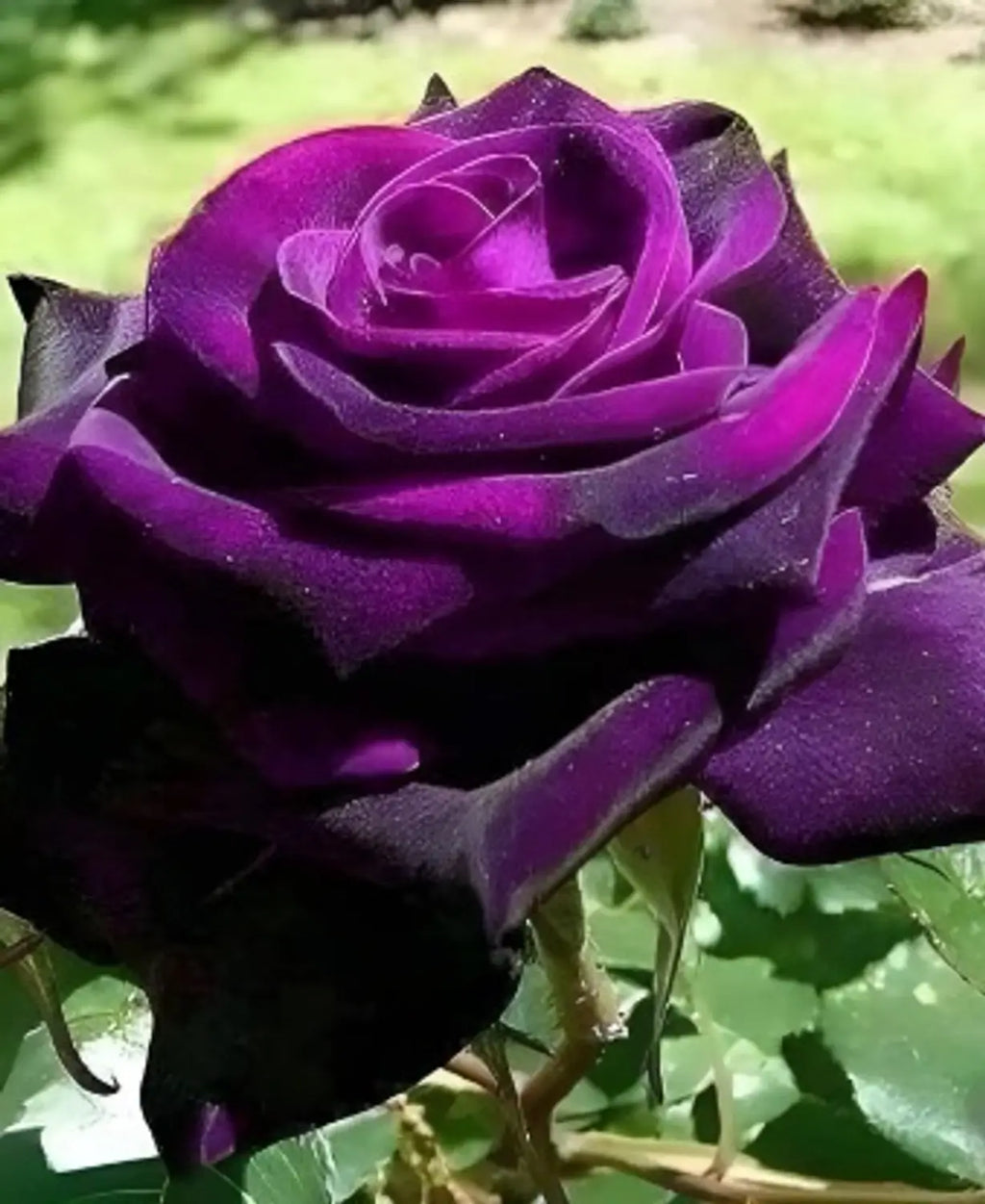 Premium Purple Rose Flower seeds for Planting Low Maintenance, Heirloom & GMO Free Seeds for Home Garden seeds