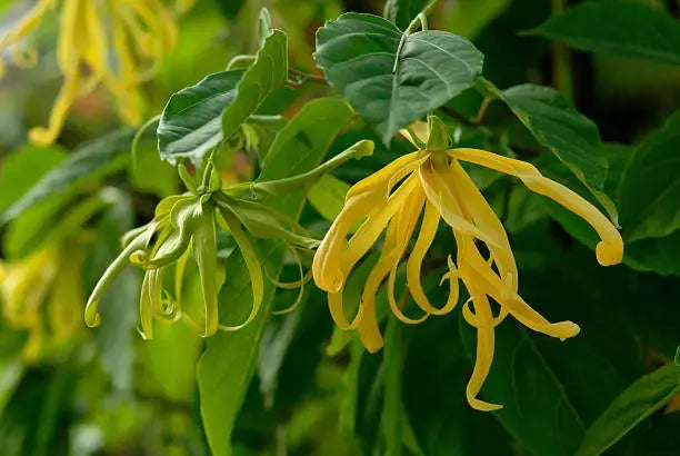 Cananga Odorata Flower seeds for Planting Bright Blooms, Heirloom & GMO Free Seeds for Home Garden vegetable and garden seeds