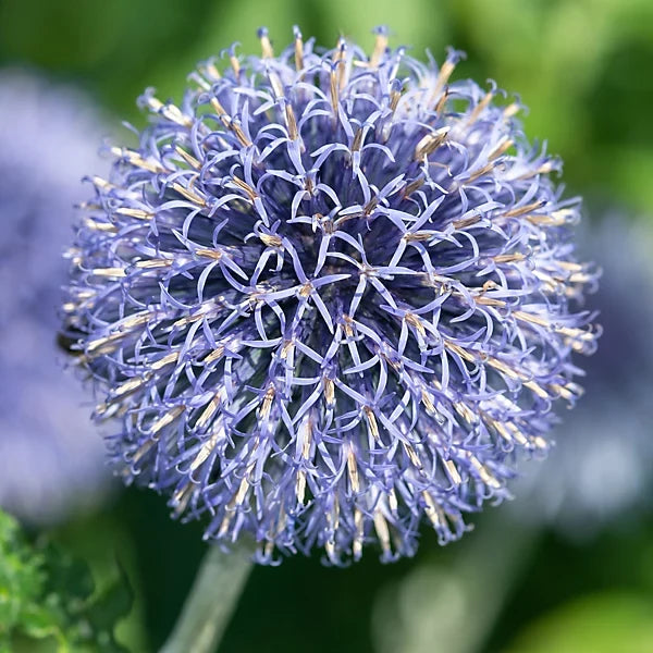Blue Ritro Flower seeds for Planting Seasonal Bloomer, Heirloom & GMO Free Seeds for Home Garden vegetable and garden seeds