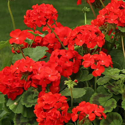 Maverick Scarlet Flower seeds for Planting Hardy Variety Heirloom & GMO Free Seeds for Home Garden
