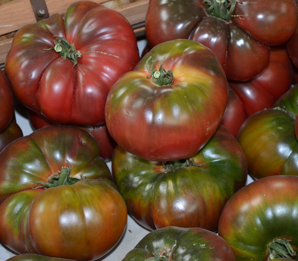Seedlings of Brown Tomato growing strong from non GMO seeds