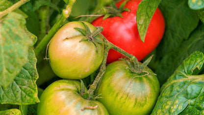 Seedlings of Green and Red Tomato growing healthy and strong