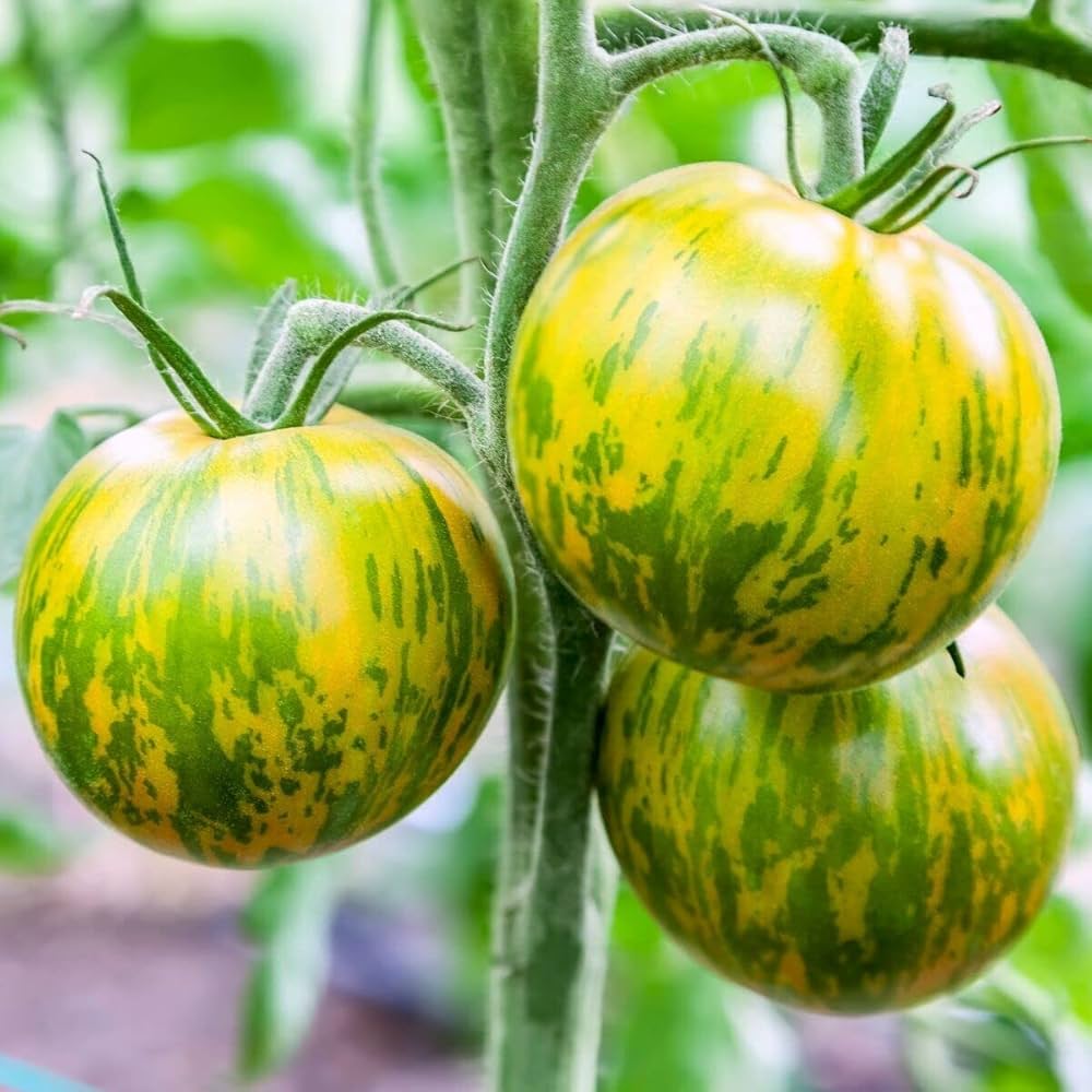 Seedlings of Green & Yellow tomatoes growing strong and healthy from non GMO seeds