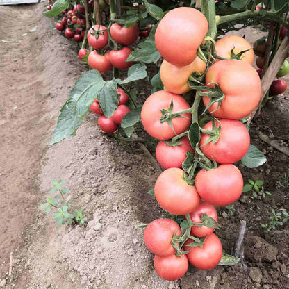 Seedlings of Pink Tomato growing healthy and strong