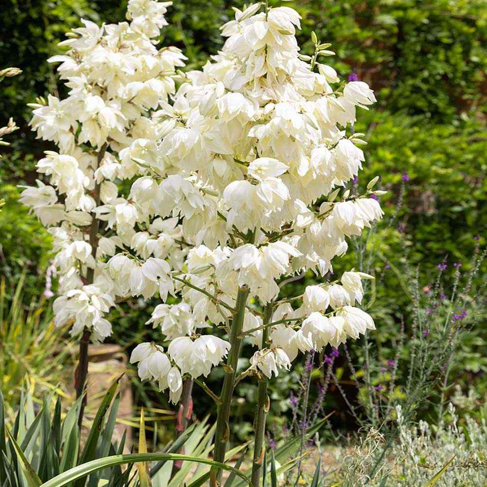 Yucca Flower seeds for Planting Seasonal Bloomer Heirloom & GMO Free Seeds for Home Garden