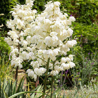 Yucca Flower seeds for Planting Seasonal Bloomer Heirloom & GMO Free Seeds for Home Garden
