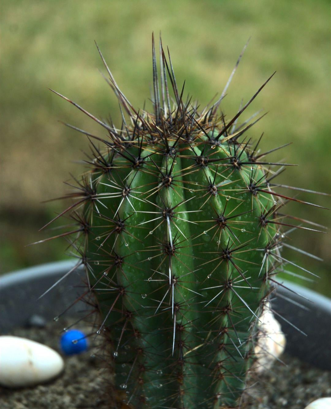 Green Carnegia Seeds For Planting | Lush Garden Growth