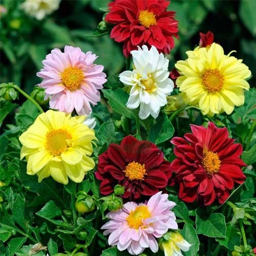 Premium Mixed Color Flower seeds for Planting Shade Tolerant, Heirloom & GMO Free Seeds for Home Garden seeds
