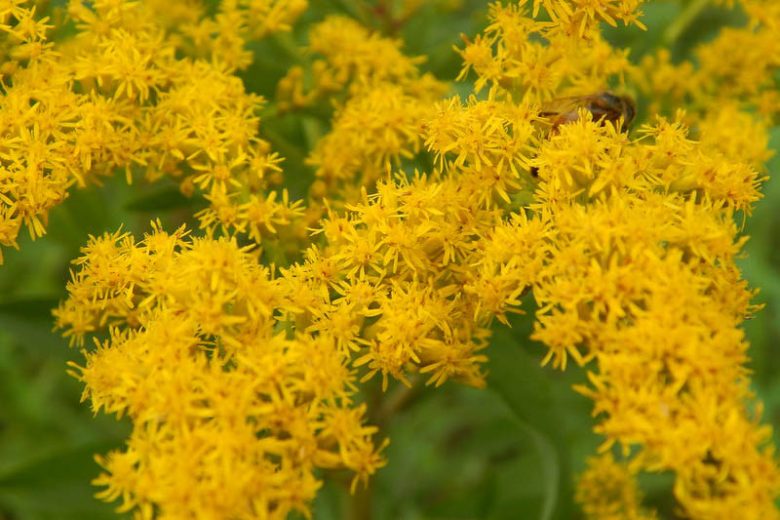Solidago Canadensis Flower seeds for Planting Seasonal Bloomer Heirloom & GMO Free Seeds for Home Garden