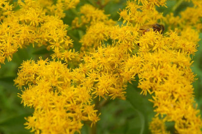 Solidago Canadensis Flower seeds for Planting Seasonal Bloomer Heirloom & GMO Free Seeds for Home Garden