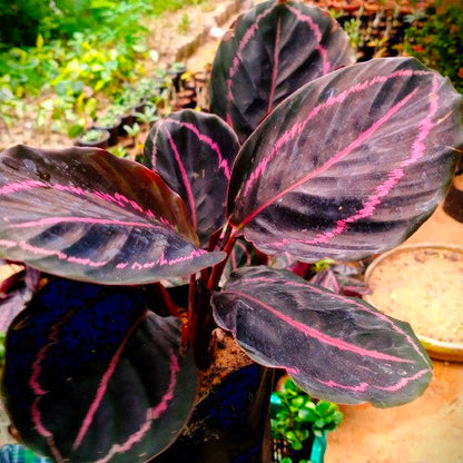 Black Calathea Flower seeds for Planting - Long Bloom Season, Heirloom & GMO Free Seeds for Home Garden