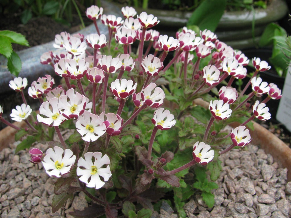 High quality White Pink Zaluzianskya Flower Seeds Flower seeds for Planting Vibrant Colors, Heirloom & GMO Free Seeds for Home Garden seeds pack