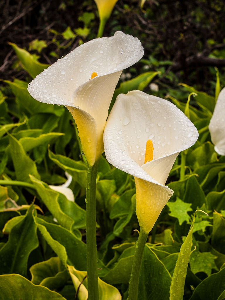 Zantedeschia Aethiopica White Flower Seeds for Planting