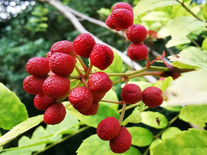 Zanthoxylum seedlings germination and planting guide