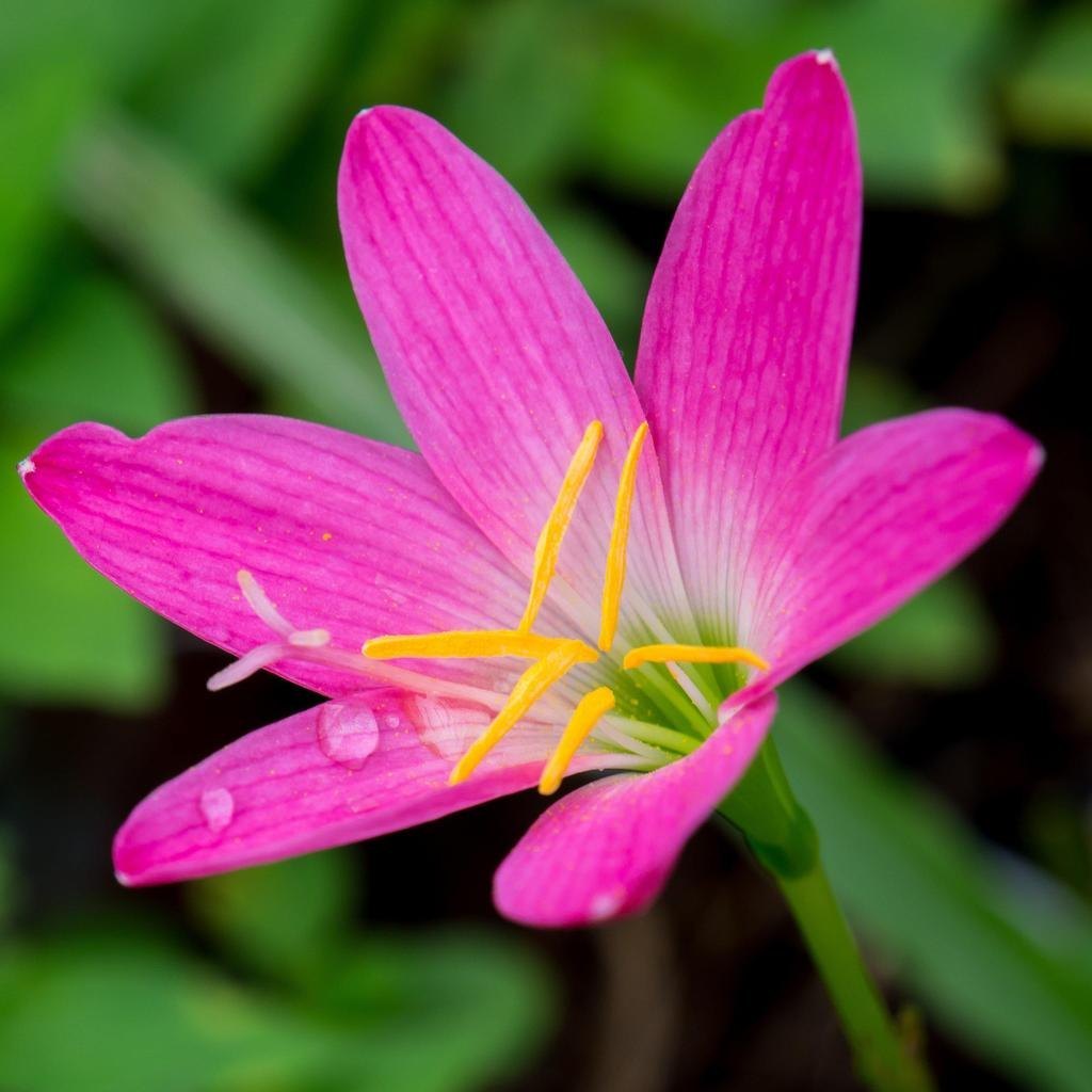 Premium Zephyranthes Flower seeds for Planting Cut Flower Favorite, Heirloom & GMO Free Seeds for Home Garden seeds
